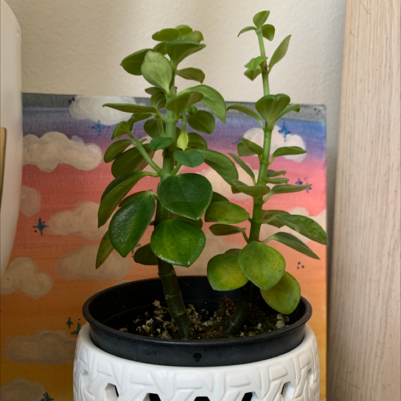 Photo of the plant species Elephantipes by Alyssa named peppa on Greg, the plant care app