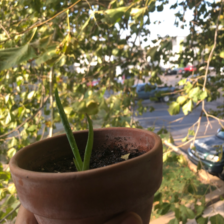 Photo of the plant species Cactus by @Ayannam named Robert on Greg, the plant care app