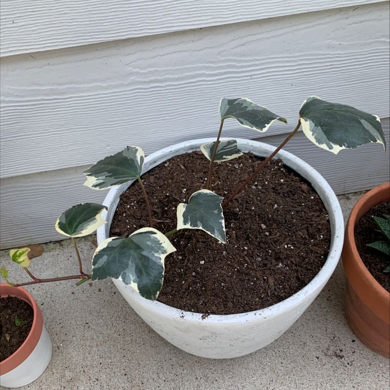 A slightly wilted English Ivy plant in a white ceramic pot, with variegated green and white leaves emerging from dark, moist soil.