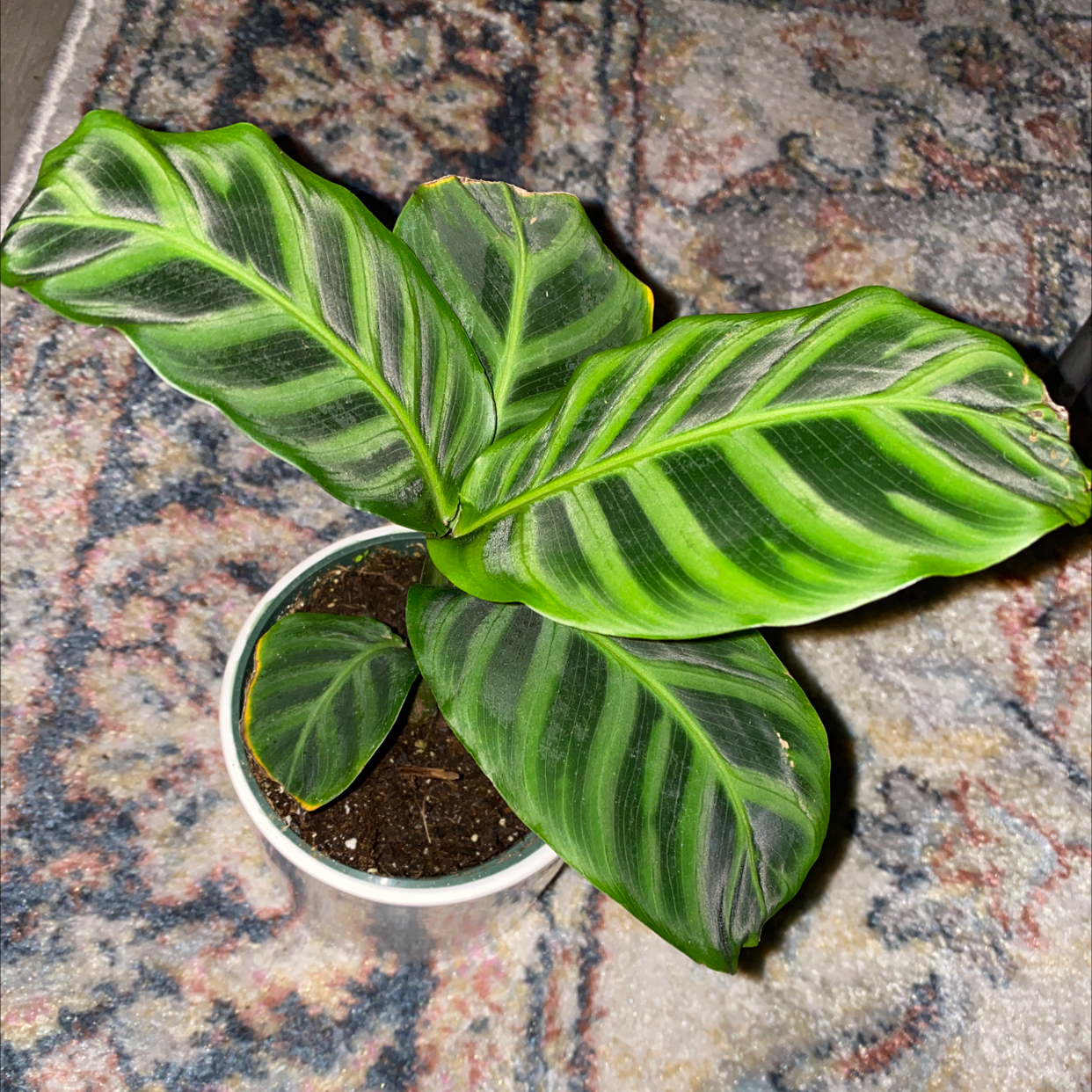 Healthy green prayer plant with striped oval leaves in a white pot, showing no discoloration or damage.