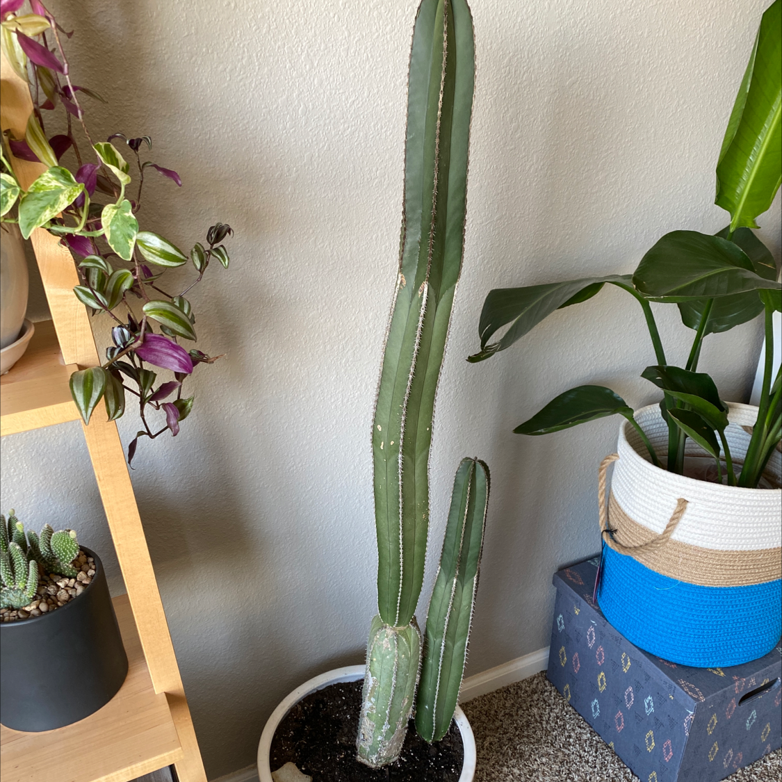Hedge Cactus in a white pot, healthy with no visible issues, soil visible.