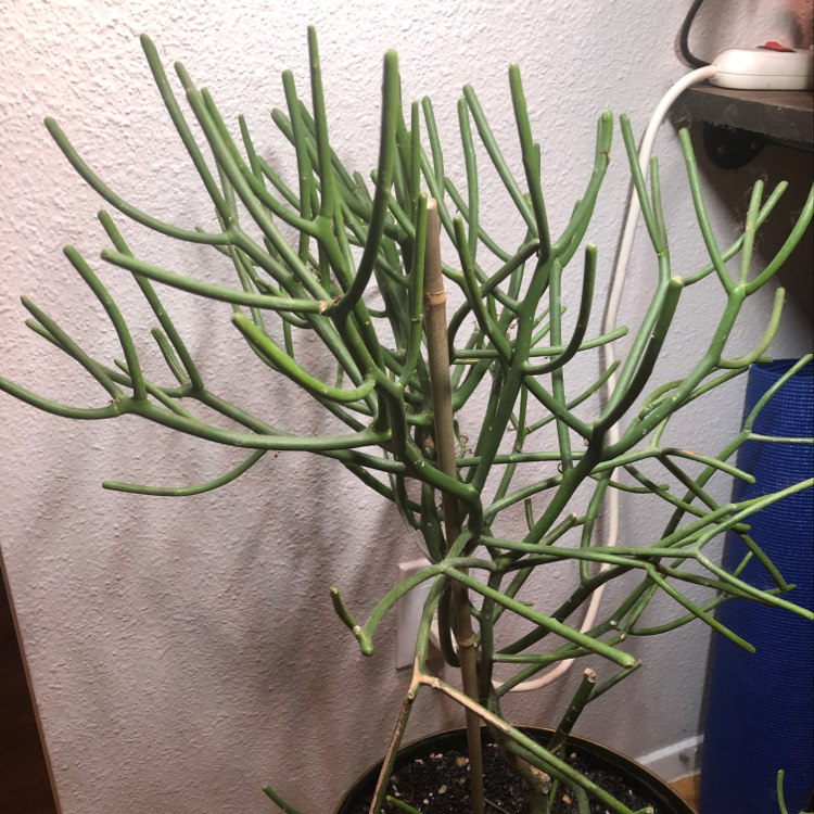 Pencil Cactus (Euphorbia tirucalli) with green stems in an indoor setting.