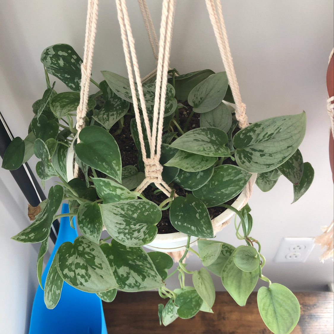 Healthy Satin Pothos plant with vibrant green and silvery variegated heart-shaped leaves, hanging in a macrame planter.