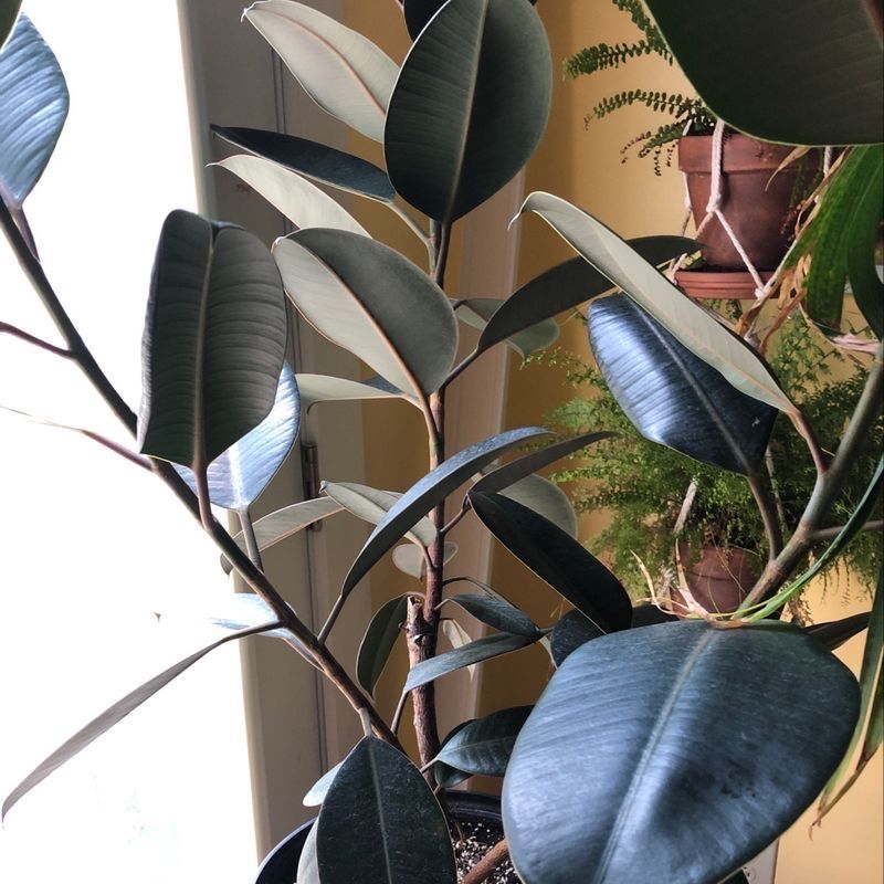 Healthy, glossy rubber plant with large green leaves, no discoloration or spots, growing alongside other plants.