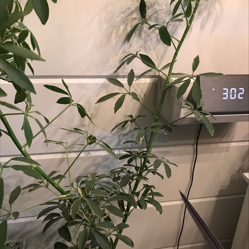 A healthy, thriving umbrella tree plant with lush green compound leaves, well-framed in the image.