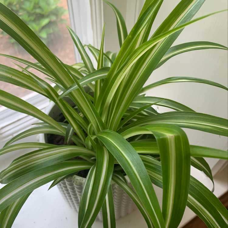 Variegated Spider Plant with healthy green and white striped leaves in a white pot near a window.