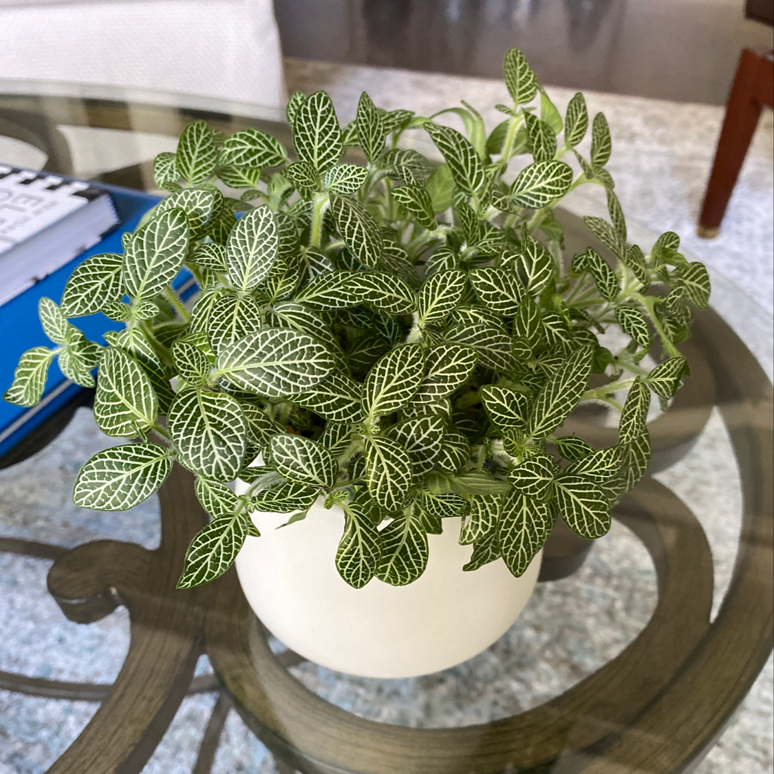Nerve Plant plant photo by @NCMomma named Nemo on Greg, the plant care app.