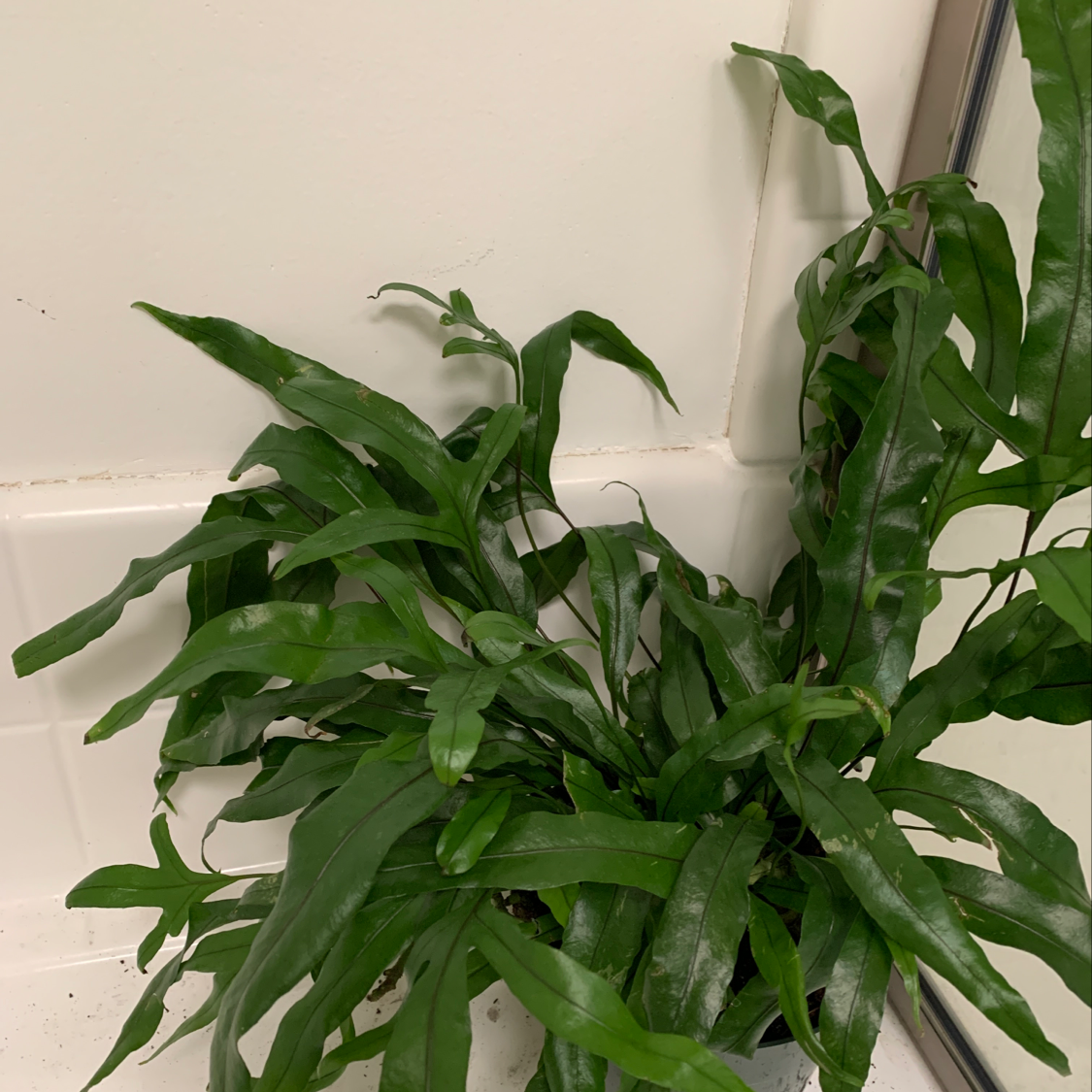 Blue Star Fern with healthy green leaves, no visible signs of disease.