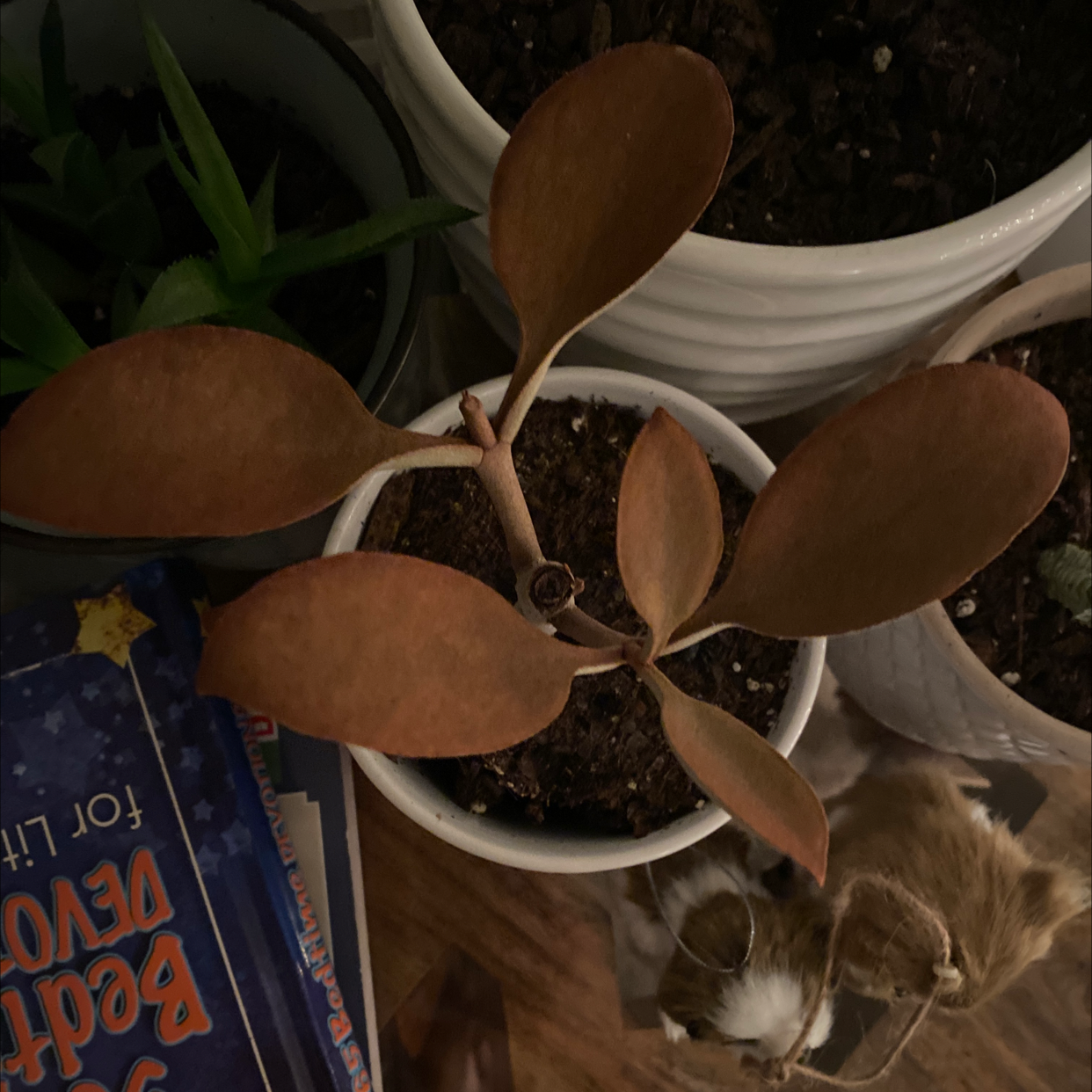 Copper Spoons plant in a small pot with visible soil and healthy leaves.