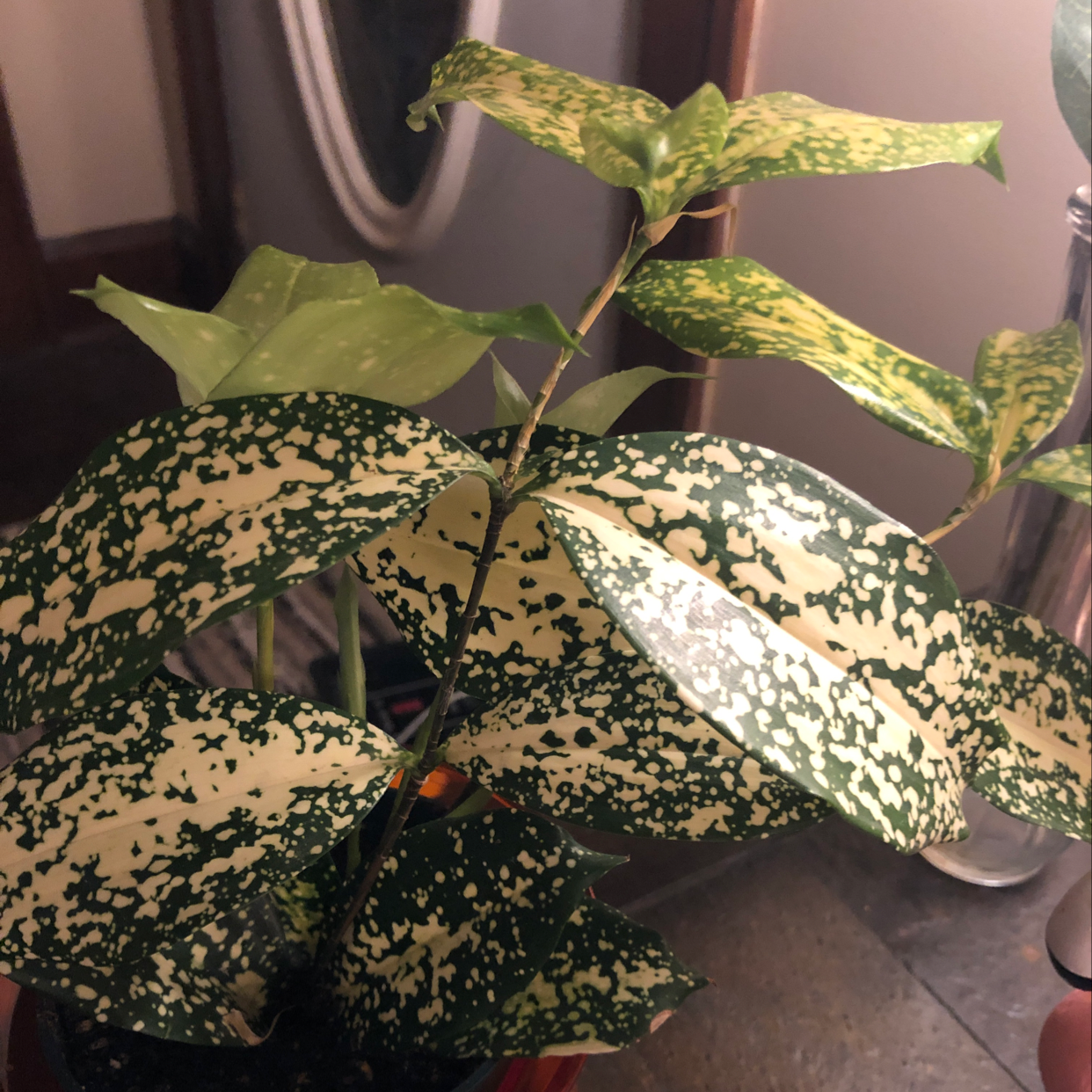 Healthy Gold Dust Dracaena plant with vibrant yellow and green variegated lance-shaped leaves in a pot.