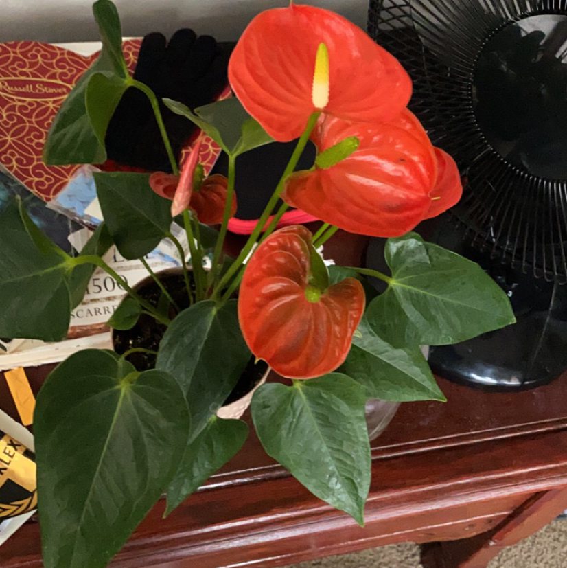 A thriving Anthurium plant with glossy green leaves and bright red spathes in a brown pot, against a patterned background.