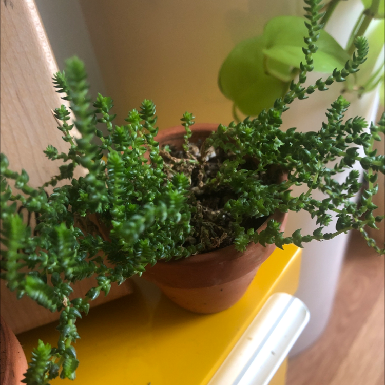 A healthy Sand Pygmyweed plant in a small pot with visible soil.