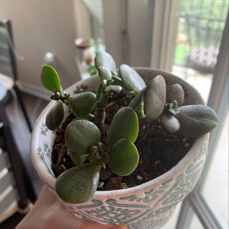 Healthy Jade plant in a decorative pot, held by a hand.