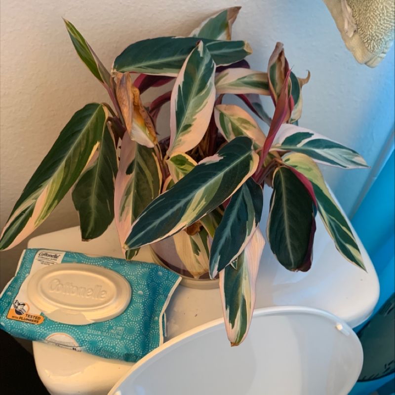 Triostar Stromanthe plant with variegated leaves, some browning visible, potted on a white surface next to wipes.