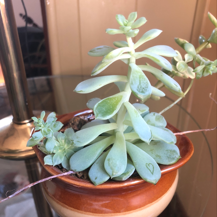 Echeveria Runyonii plant in a small pot, healthy with visible soil.
