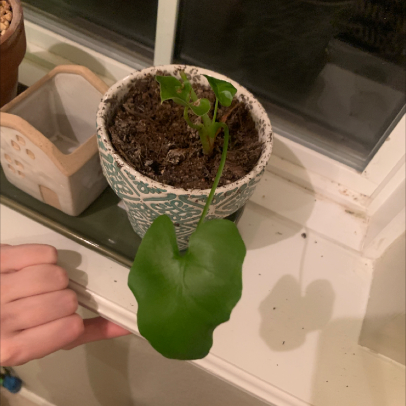 Philodendron 'Hope Selloum' plant in a decorative pot with a hand pointing at it.