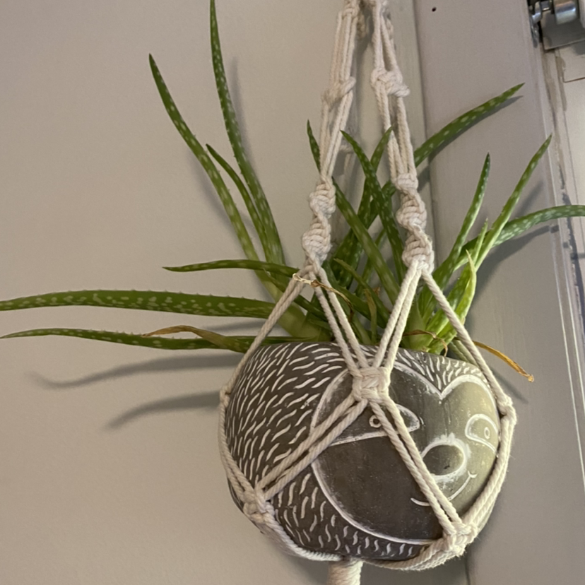 Aloe vera plant photo by @Lilly named Ronaldo on Greg, the plant care app.
