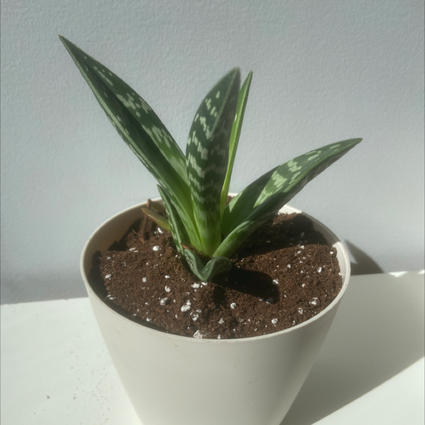 Tiger Aloe plant in a white pot with visible soil, healthy green leaves with white markings.
