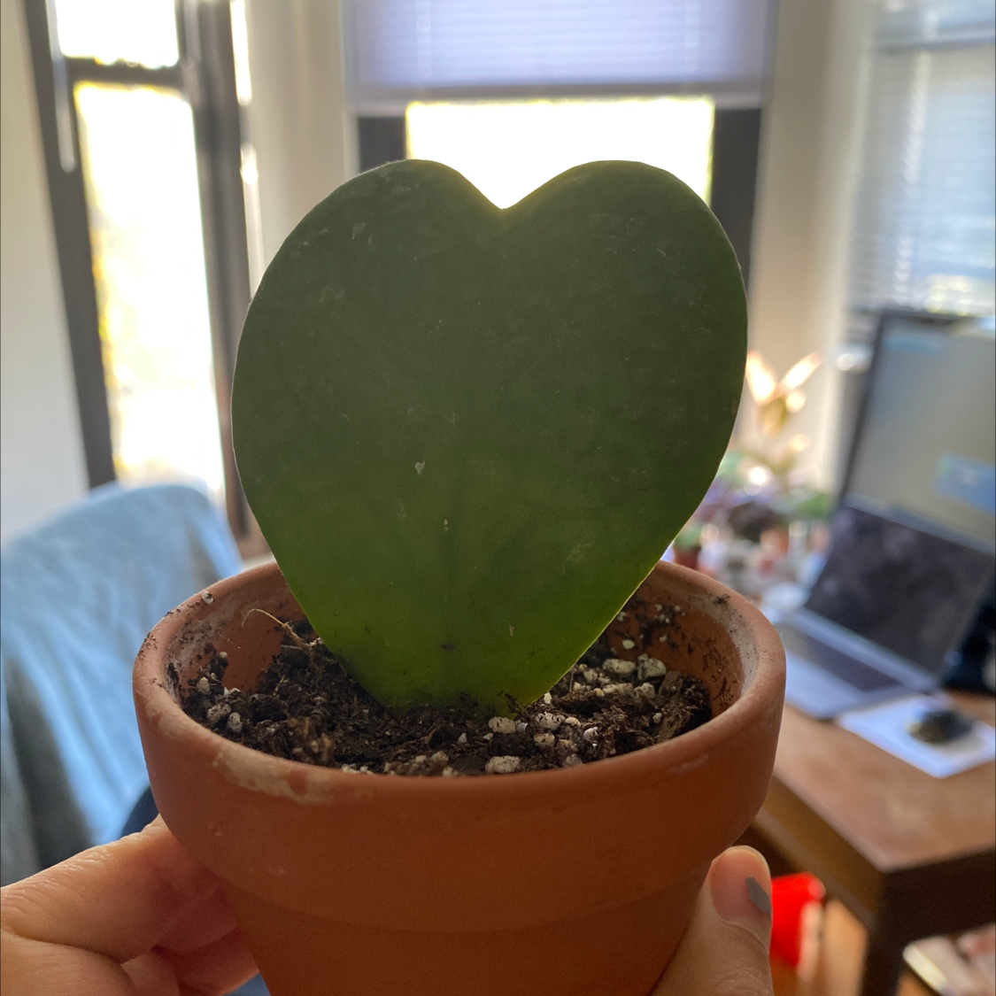 Sweetheart Hoya plant in a terracotta pot held by a hand, indoor background.