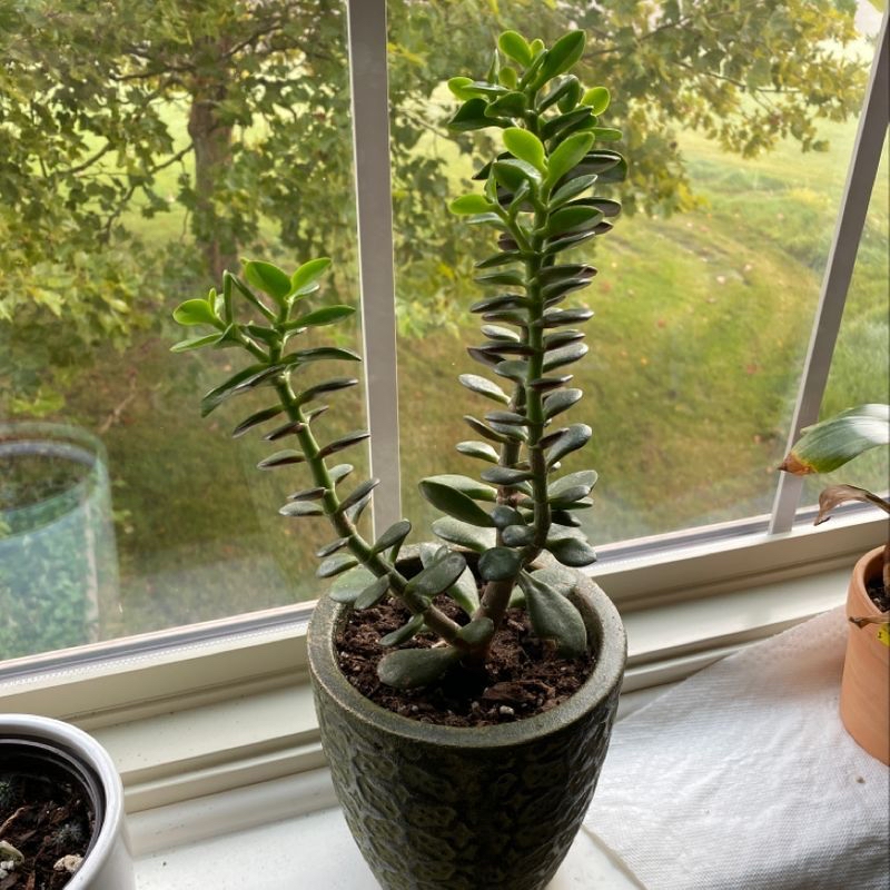 Lucky Plant plant photo by @Mrsjenger named Jade on Greg, the plant care app.