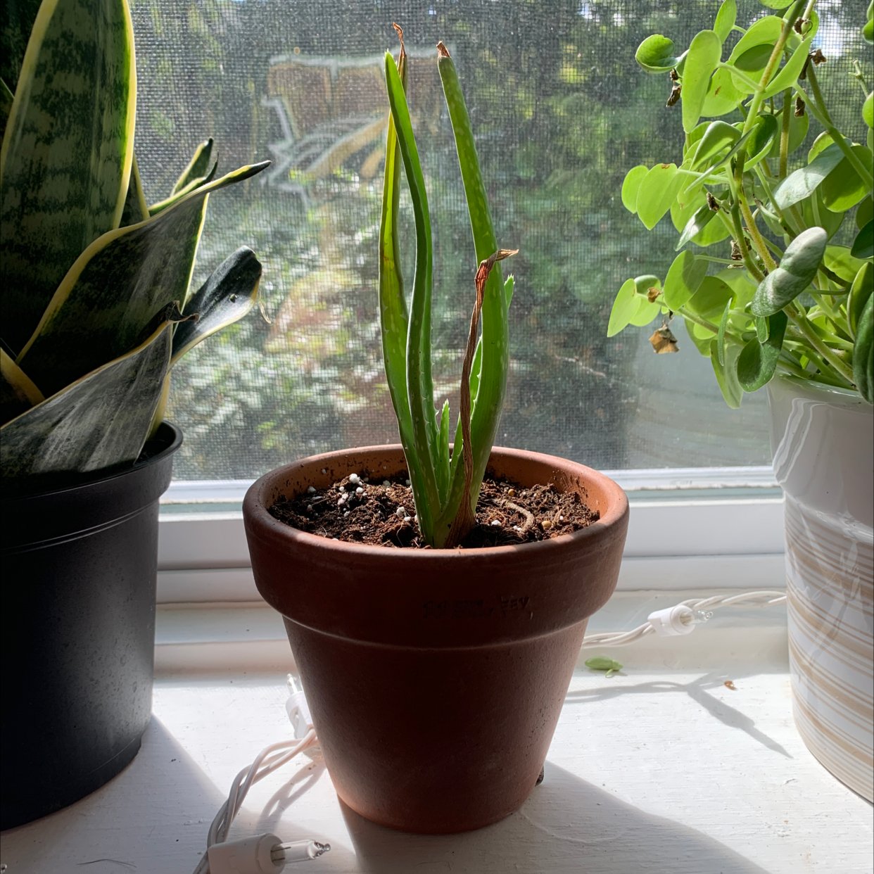 Cylindrical Snake Plant in a terracotta pot on a windowsill with visible soil and some browning on leaf tips.