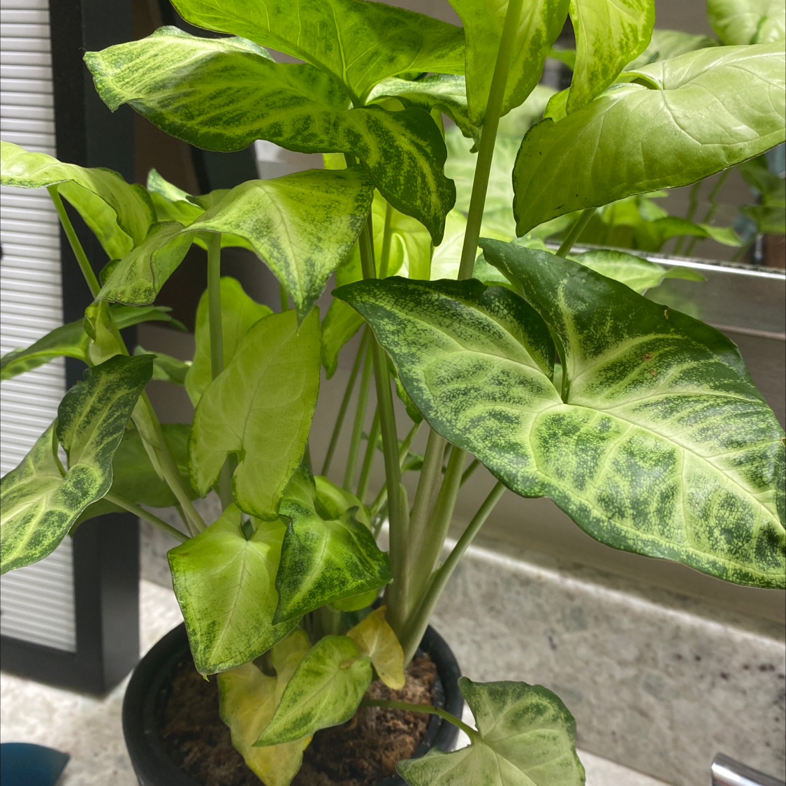 A thriving Arrowhead Plant with lush, variegated green and white arrow-shaped leaves, well-framed against a neutral background.