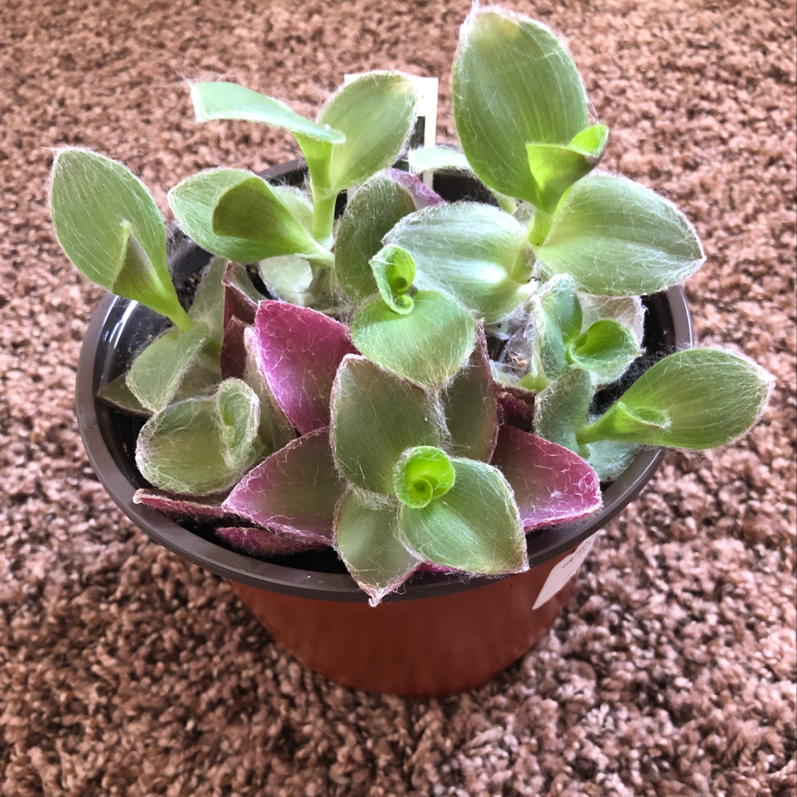 Potted White Velvet plant with fuzzy green and purple leaves on a carpeted surface.
