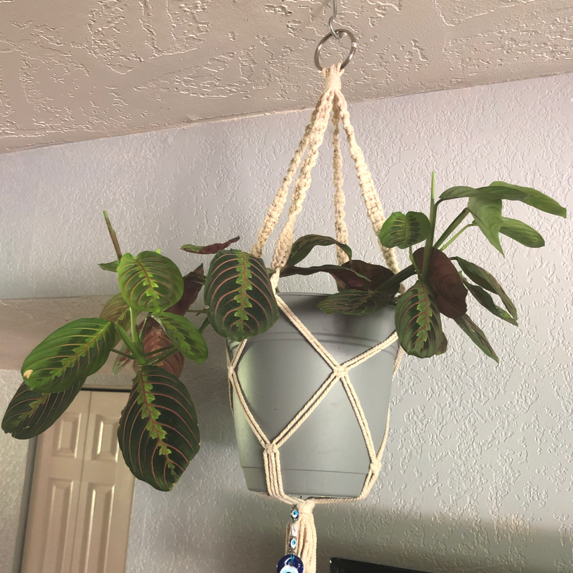 Healthy green prayer plant with red veins in macrame hanger against white textured wall.