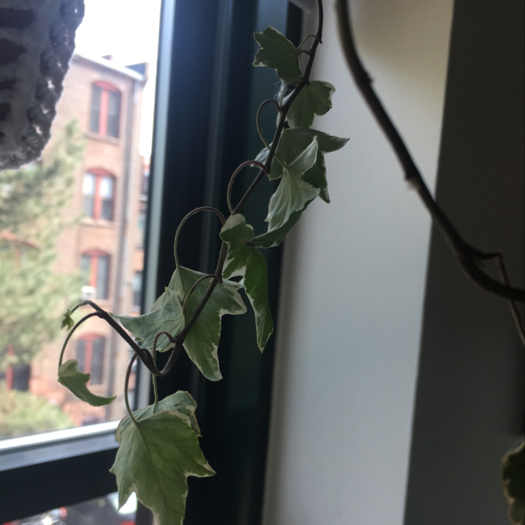 Healthy English Ivy plant with vibrant green foliage growing towards window light indoors.