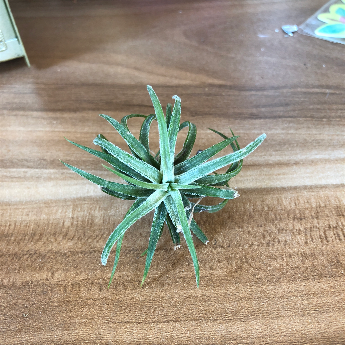 Healthy Blushing Bride air plant with vibrant green leaves tinged pink at the tips, sitting on a wooden surface.