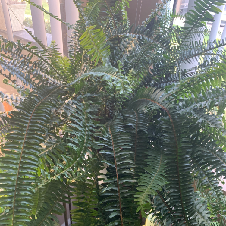 Lush, healthy mature Boston Fern with abundant green feathery fronds cascading from an elevated planter.
