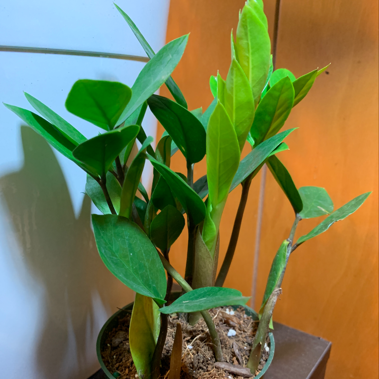 Plant care for Cactus on Greg, the plant care app