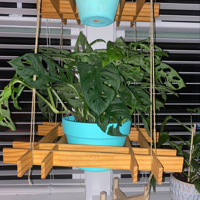 Photo of the plant species Red Copper by @blacktrashcan named Swiss Cheese on Greg, the plant care app