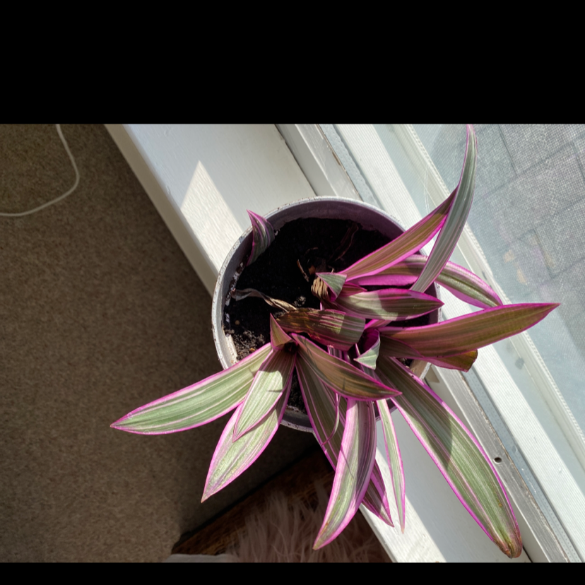 Healthy Moses-in-the-Cradle plant with green and white striped leaves and purple central spike thriving on a windowsill.