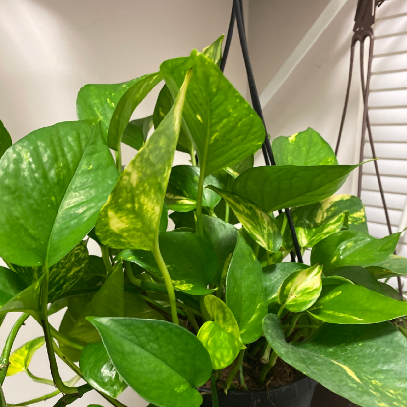 Healthy Jade Pothos plant with lush variegated green leaves, growing in a hanging planter in front of a window.