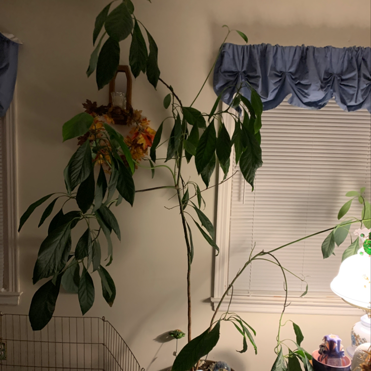Indoor avocado plant with glossy leaves and slight yellowing, growing in a wire support structure.