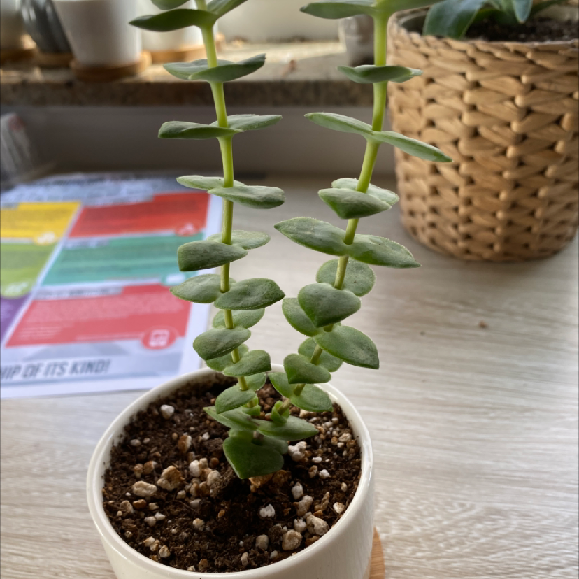 Healthy Crassula perforata succulent with long trailing stems and round button-like leaves, growing in a small white pot.