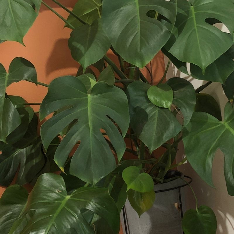 Healthy Monstera plant with large, glossy, dark green leaves with splits and holes, against an orange background.