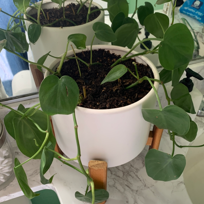 A thriving Heartleaf Philodendron in a white ceramic pot, with lush green heart-shaped leaves and visible dark soil.