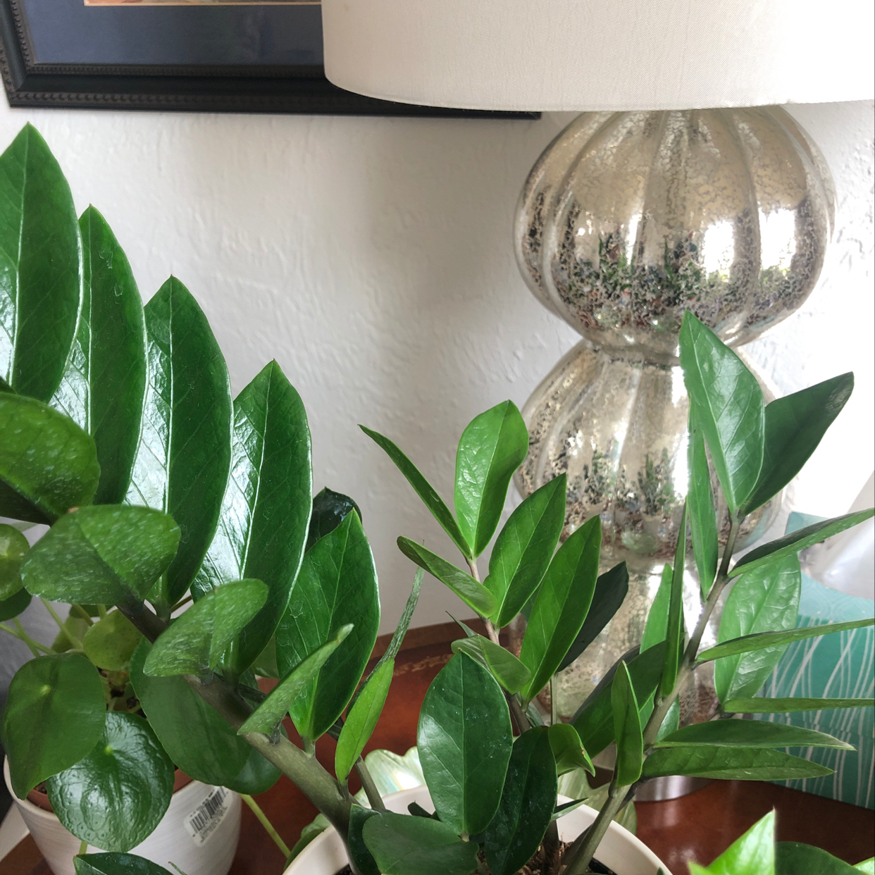 How To Fix 🔧 Zz Plant Leaves Curling