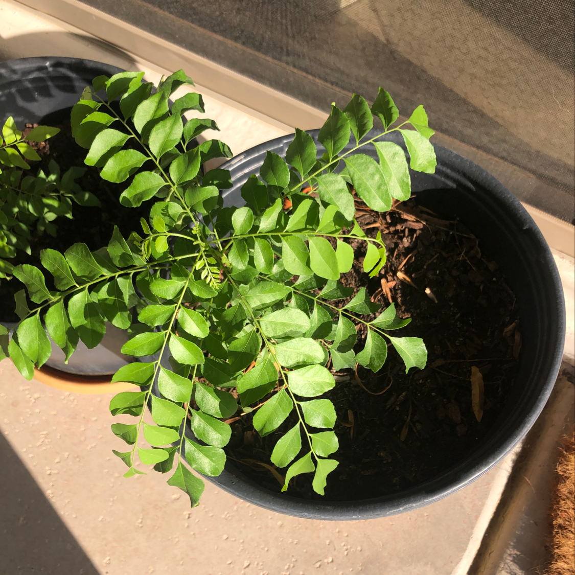 Healthy Curry Tree (Murraya koenigii) in a pot with visible soil.