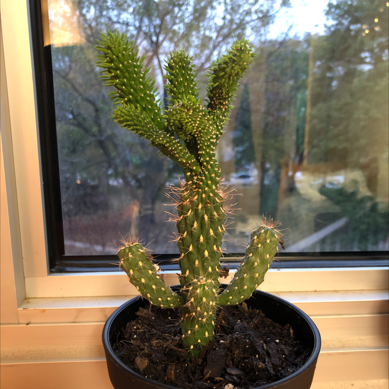 Eve's Needle Cactus in a pot by a window, appears healthy.