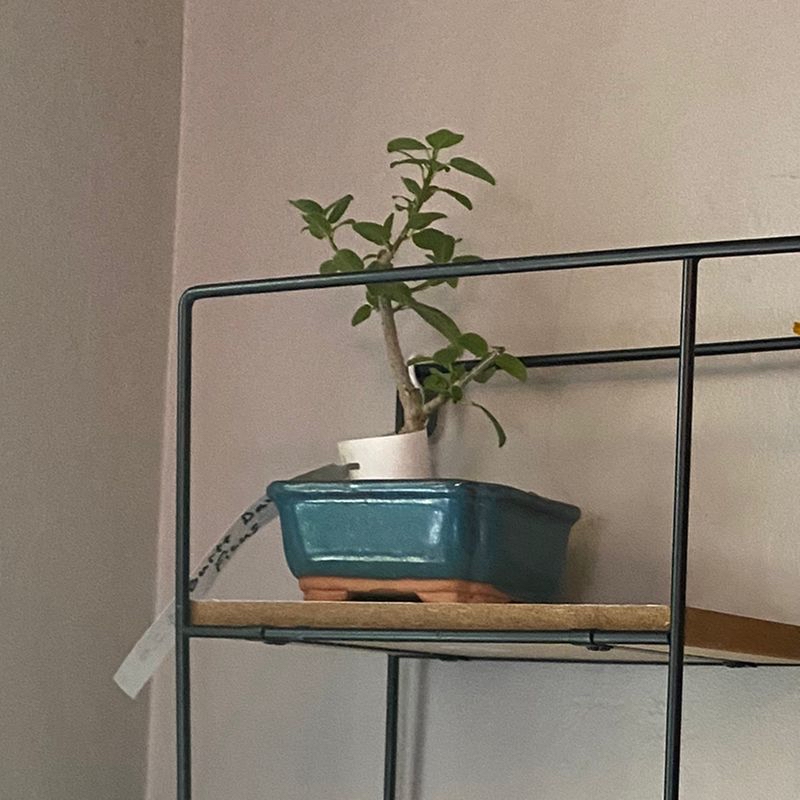 Photo of the plant species Cushion Spurge by Collin named Bonnie on Greg, the plant care app
