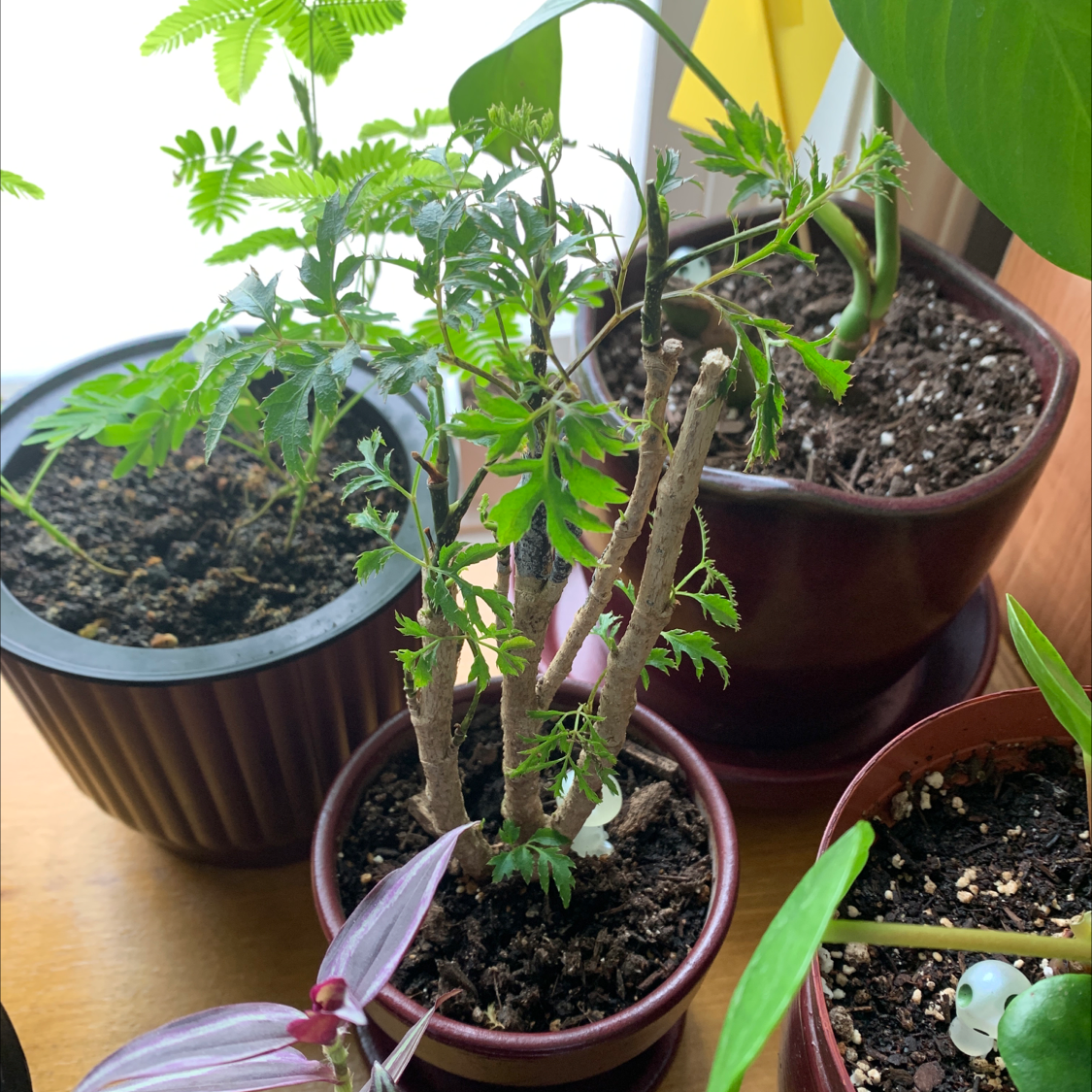 Ming Aralia plant in a pot with visible soil, surrounded by other plants.