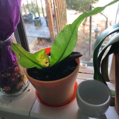Photo of the plant species Philodendron Lanciniatum by @Emma7632 named Florida Plant on Greg, the plant care app
