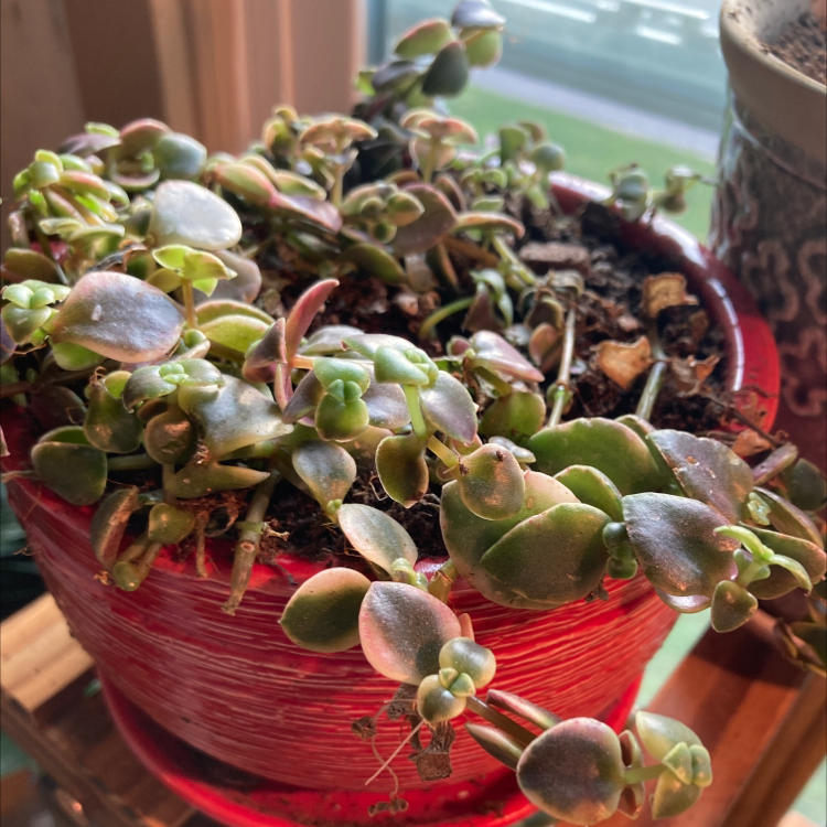 Close-up of a healthy Crassula Pellucida succulent with variegated heart-shaped leaves in shades of green and red, in a red plastic pot.