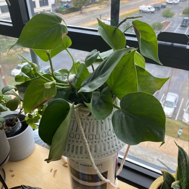 Philodendron Scandens plant photo by @Kkersting named Kenma on Greg, the plant care app.