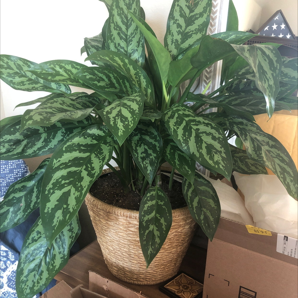 Thriving variegated Chinese Evergreen plant in woven planter, lush pointed oval leaves in green and white.