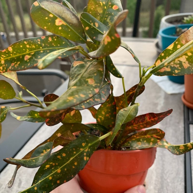 Croton 'Petra' plant photo by @rubiaperdida named Fern on Greg, the plant care app.
