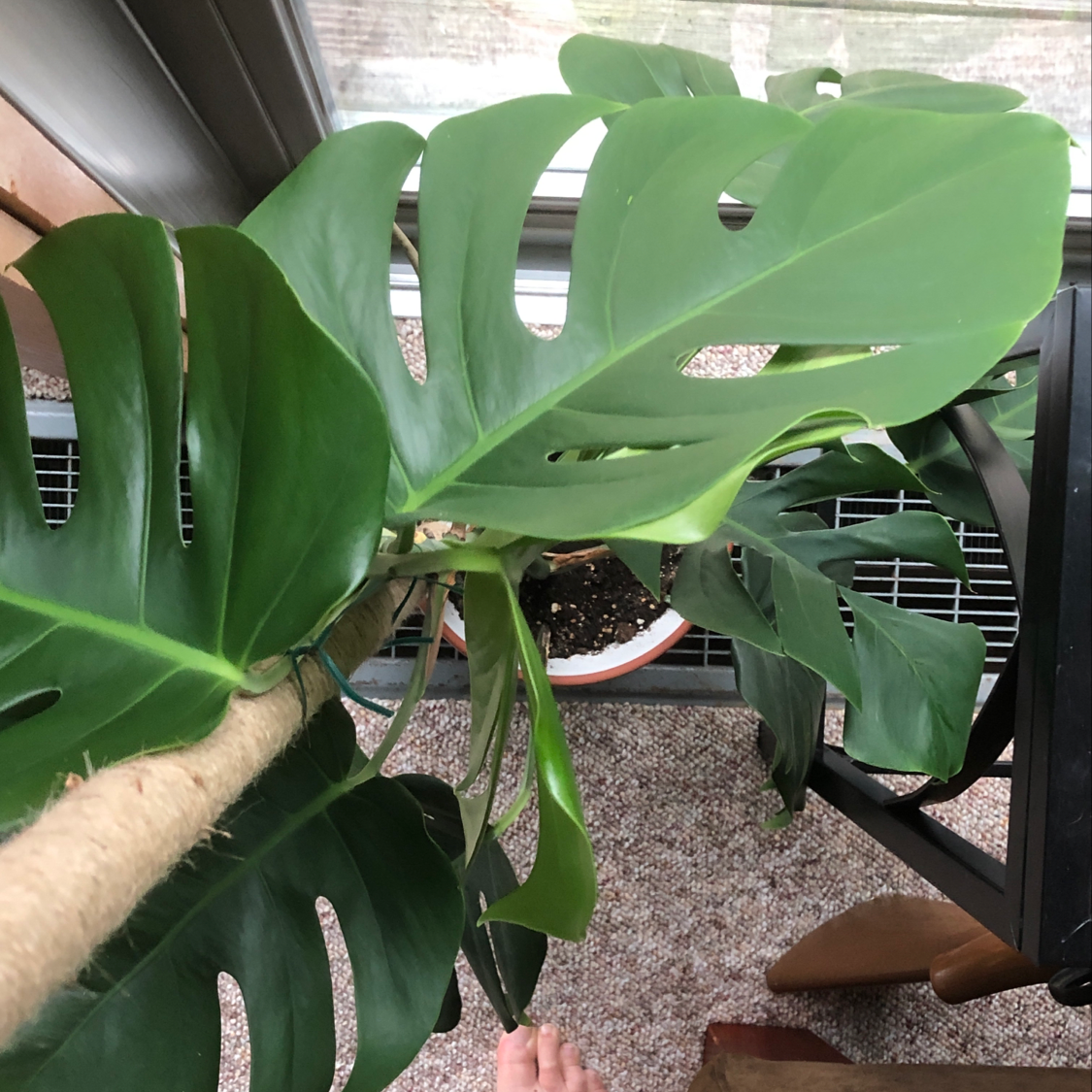 Healthy Monstera deliciosa plant with large, fenestrated leaves touched by a human hand, showcasing its lush green foliage.